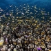anthias_lr_mb_h_0593_png3142.jpg